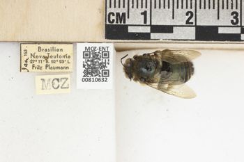 Media type: image;   Entomology 810632 Aspect: labels